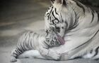 Самка бенгальского белого тигра по кличке Хинда с одним из своих детенышей в Екатеринбургском зоопарке. Место: Россия, Екатеринбург. Автор: Павел Лисицын. В Екатеринбургском зоопарке родились трое бенгальских тигрят