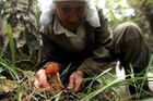 Сбор грибов в лесах Новгородской области