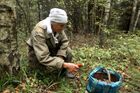 Сбор грибов в лесах Новгородской области