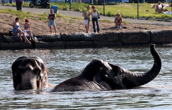 Купание слонов в центре Владивостока