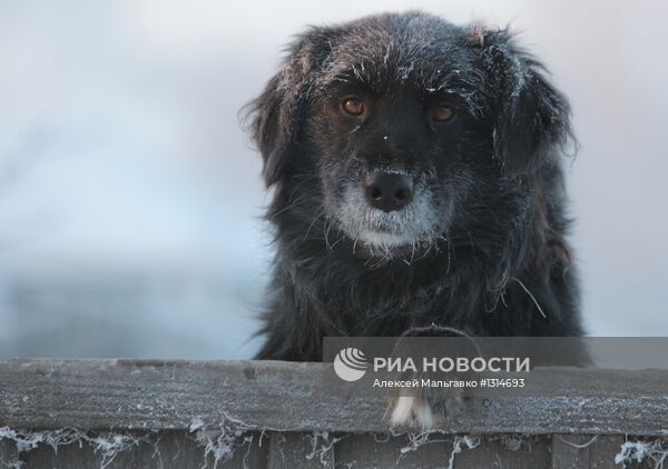 Сильные морозы в регионах России