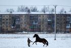 Девушка тренирует лошадь в городе Остров Псковской области. Место: Псковская область, Остров. Автор: Константин Чалабов/РИА Новости. Города России. Остров