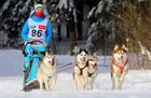 Соревнования по зимним видам ездового спорта "Завируха 2013"