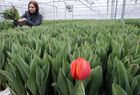 Выращивание тюльпанов в Калининградской области