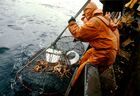 Лов крабов в Охотское море. Место: Россия, Магаданская область. Автор: Фред Гринберг/РИА Новости. ОХОТСКОЕ МОРЕ КРАБЫ ЛОВ