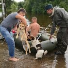 Сотрудники МЧС проводят эвакуацию жителей, желающих покинуть свои дома, и их собак из затопленного паводком поселка Владимировка в 5 км от Благовещенска (рекадрированный). Место: Россия, Амурская область. Автор: Михаил Воскресенский/РИА Новости. Паводок