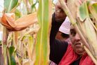 Сбор урожая кукурузы в Кахетии
