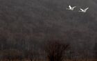 Пара белых лебедей зимует в бухте Абрек Приморского края