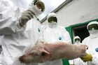 Учения по профилактике свиного гриппа в Татарстане