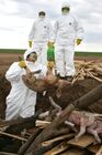 Учения по профилактике свиного гриппа в Татарстане