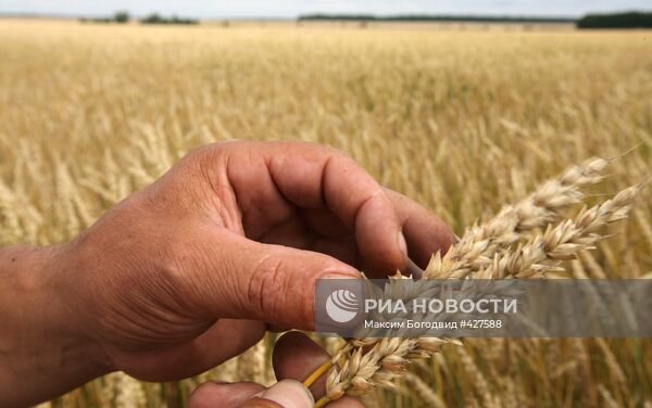 Уборка урожая на полях Татарстана