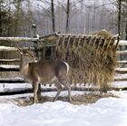 Кормушка для оленей