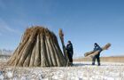 Заготовка тростника в деревне Стаховцы Минской области