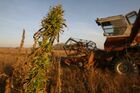 Выращивание ненаркотической конопли в Новосибирской области