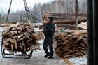 Заготовка леса в Новосибирской области