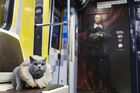 Британский кот стал пассажиром Шекспировского поезда