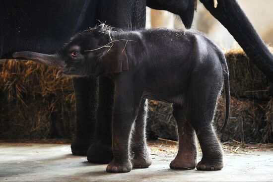В Ростовском зоопарке родился 130-килограммовый слоненок