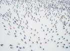 Участники Всероссийской массовой лыжной гонки "Лыжня России - 2017" в Московской области. Место: Россия, Московская область. Автор: Владимир Астапкович. Всероссийская массовая лыжная гонка "Лыжня России - 2017