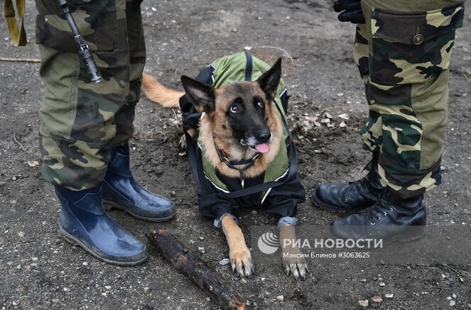 Служебная собака для разминирования с военнослужащими Вооружённых Сил Республики Беларусь во время совместных российско-белорусских учений тактических групп ВДВ в Витебской области Белоруссии. Место: Белоруссия, Витебская область. Автор: Максим Блинов/РИА Новости. Международные тактические учения ВДВ в Витебске