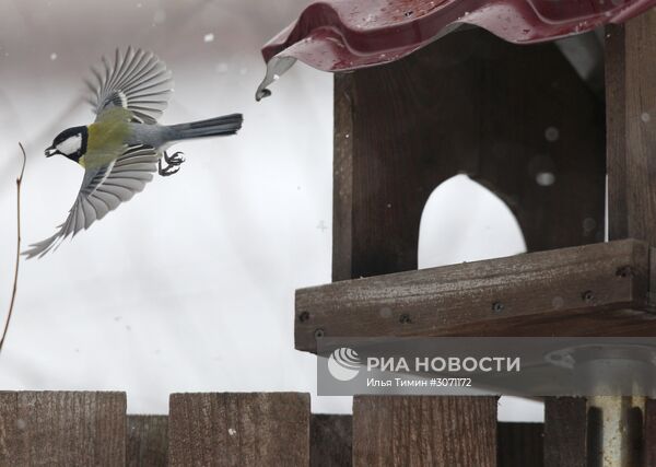 Птицы городских лесов и парков Карелии