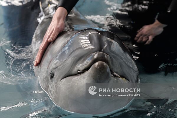 Центр океанографии и морской биологии "Дельфиния" в Новосибирске