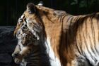 В Новосибирском зоопарке родились тигрята