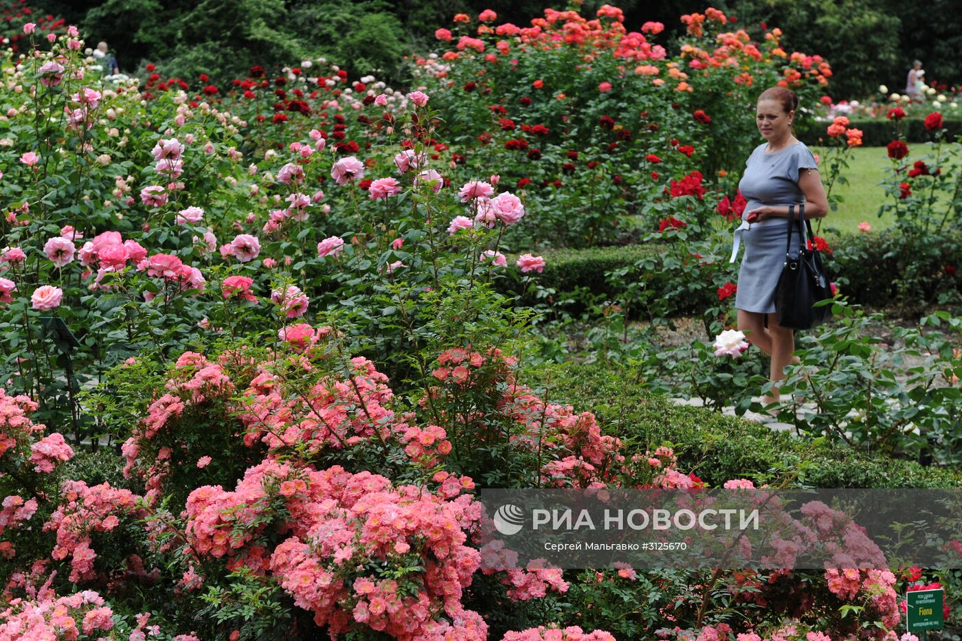 Посетительница на открытии выставки "Розовый вальс" в Никитском ботаническом саду. Место: Россия, Республика Крым, Ялта. Автор: Сергей Мальгавко/РИА Новости. Открытие выставок "Розовый вальс" и "Динозавры в Крыму" в Никитском ботаническом саду