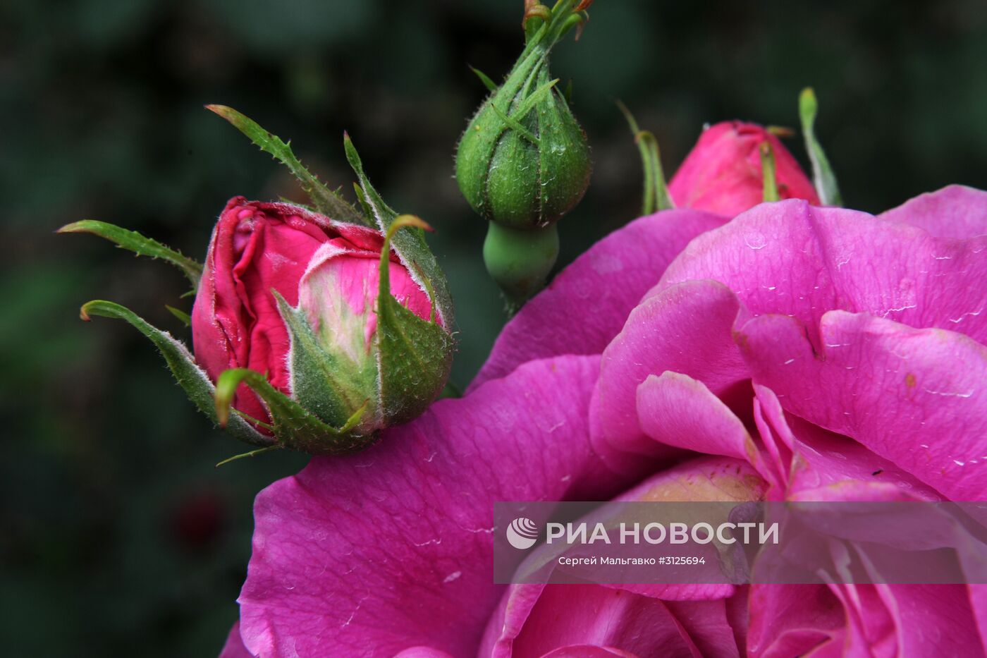 Розы на выставке "Розовый вальс" в Никитском ботаническом саду. Место: Россия, Республика Крым, Ялта. Автор: Сергей Мальгавко/РИА Новости. Открытие выставок "Розовый вальс" и "Динозавры в Крыму" в Никитском ботаническом саду