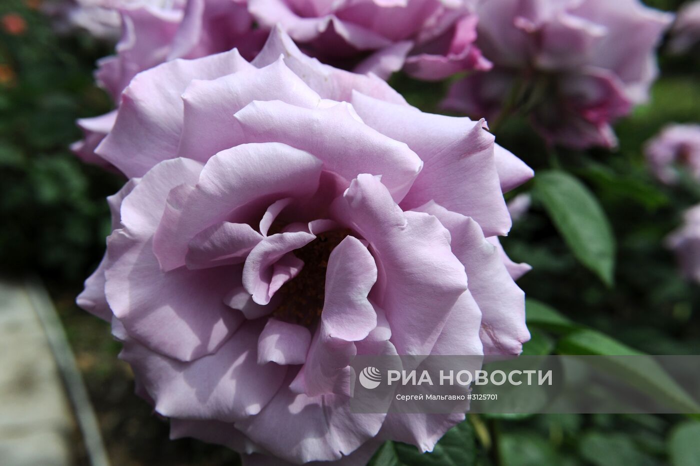 Розы на выставке "Розовый вальс" в Никитском ботаническом саду. Место: Россия, Республика Крым, Ялта. Автор: Сергей Мальгавко/РИА Новости. Открытие выставок "Розовый вальс" и "Динозавры в Крыму" в Никитском ботаническом саду