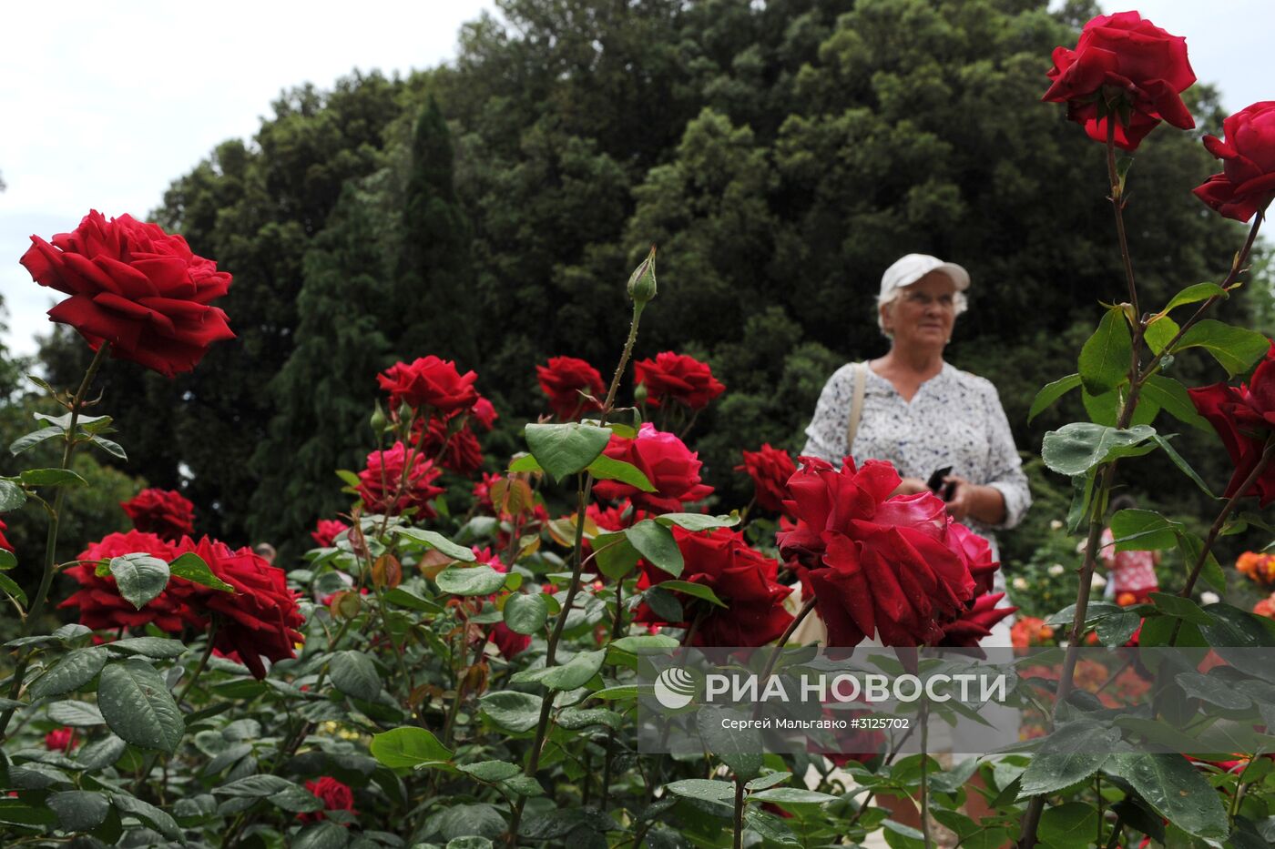Посетительница на открытии выставки "Розовый вальс" в Никитском ботаническом саду. Место: Россия, Республика Крым, Ялта. Автор: Сергей Мальгавко/РИА Новости. Открытие выставок "Розовый вальс" и "Динозавры в Крыму" в Никитском ботаническом саду