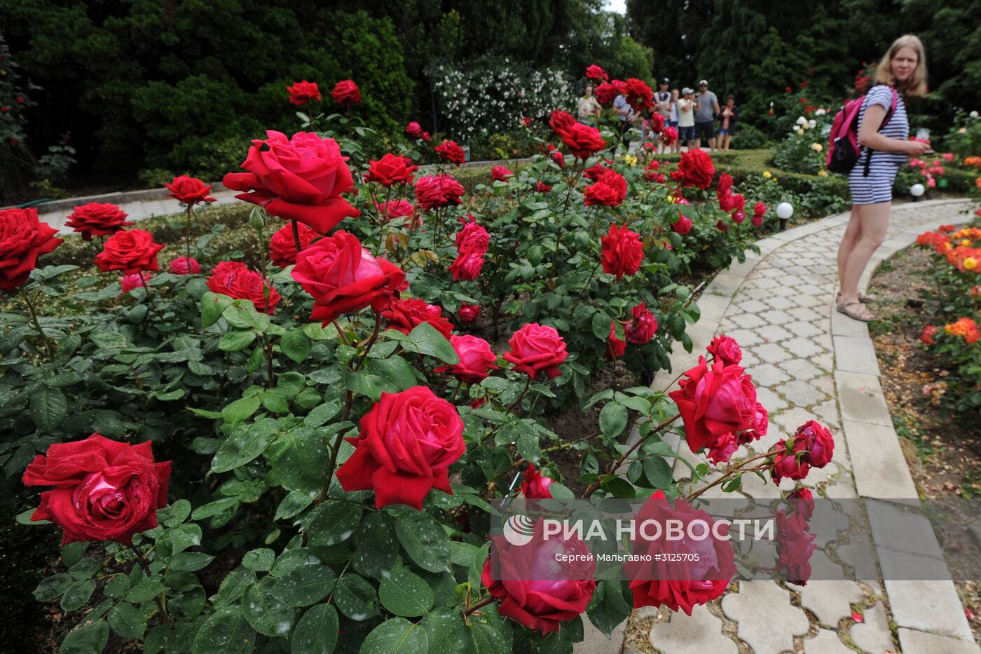 Розы на выставке "Розовый вальс" в Никитском ботаническом саду. Место: Россия, Республика Крым, Ялта. Автор: Сергей Мальгавко/РИА Новости. Открытие выставок "Розовый вальс" и "Динозавры в Крыму" в Никитском ботаническом саду
