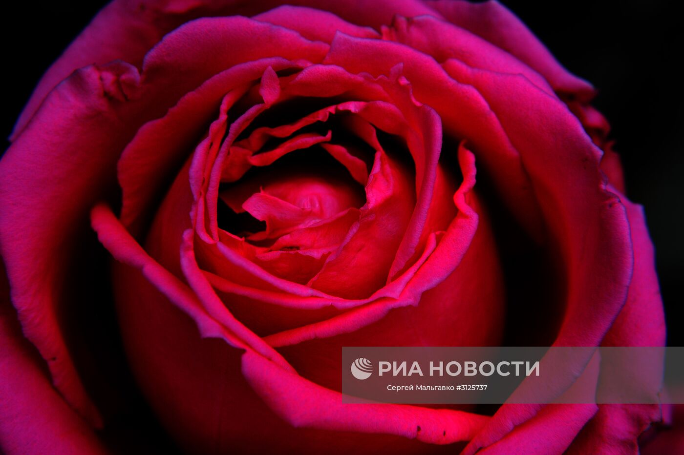Роза на выставке "Розовый вальс" в Никитском ботаническом саду. Место: Россия, Республика Крым, Ялта. Автор: Сергей Мальгавко/РИА Новости. Открытие выставок "Розовый вальс" и "Динозавры в Крыму" в Никитском ботаническом саду