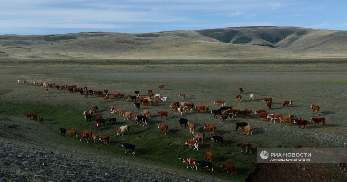 Стоянка для лошадей в Кош Агаче