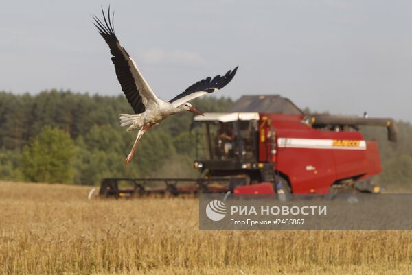 Уборка зерновых в Белоруссии