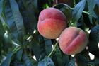 Сбор урожая персиков в Симферополе
