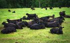 Племенное хозяйство по выращиванию мясного крупного рогатого скота в Ленинградской области
