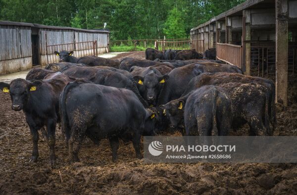Племенное хозяйство по выращиванию мясного крупного рогатого скота в Ленинградской области