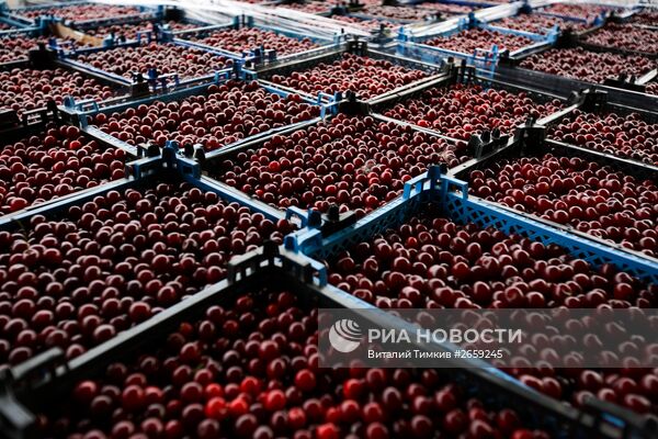 Славянский консервный комбинат в Краснодарском крае