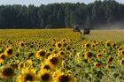 Уборка урожая кормовых культур на полях хозяйства ЗАО "Политотдельское" в Тогучинском районе Новосибирской области. Место: Россия, Новосибирская область. Автор: Александр Кряжев/РИА Новости. Уборка урожая зерновых в Новосибирской области