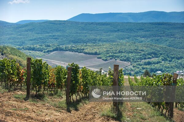 Винодельческое хозяйство "UPPA Winery" в Крыму