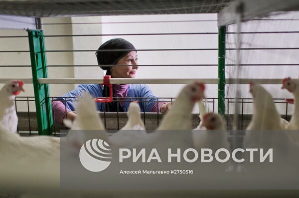 Птицефабрика в Омской области