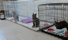 Приют для бездомных животных в Грозном