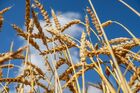 Пшеница в полях Ульяновской области