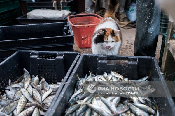 Прибрежный лов рыбы в Севастополе
