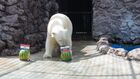 Белая медведица Аврора в Красноярском парке флоры и фауны "Роев ручей" предсказала результат матча Россия – Хорватия в преддверии игры в 1/4 финала чемпионата мира 2018. Скриншот с видео, предоставленного Парк "Роев ручей"/ Олег Чипура. Место: Россия, Красноярский край. Автор: Парк "Роев ручей"/ Чипура Олег/РИА Новости. Белая медведица Аврора предсказала результат матча Россия – Хорватия