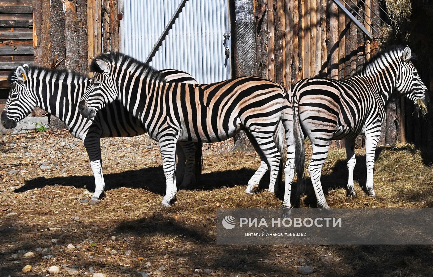 Обитатели зоопарка "Садгород" во Владивостоке