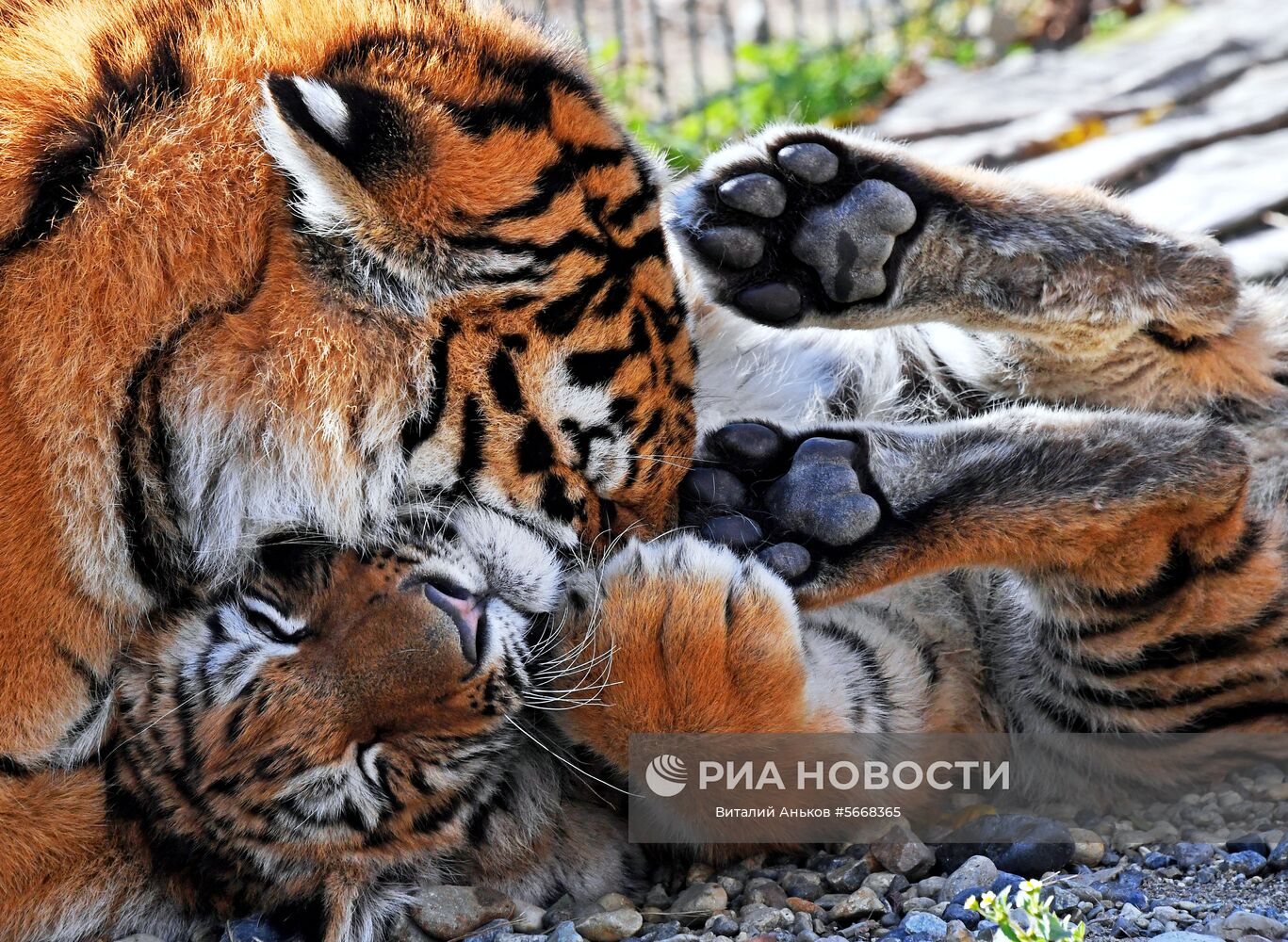Обитатели зоопарка "Садгород" во Владивостоке