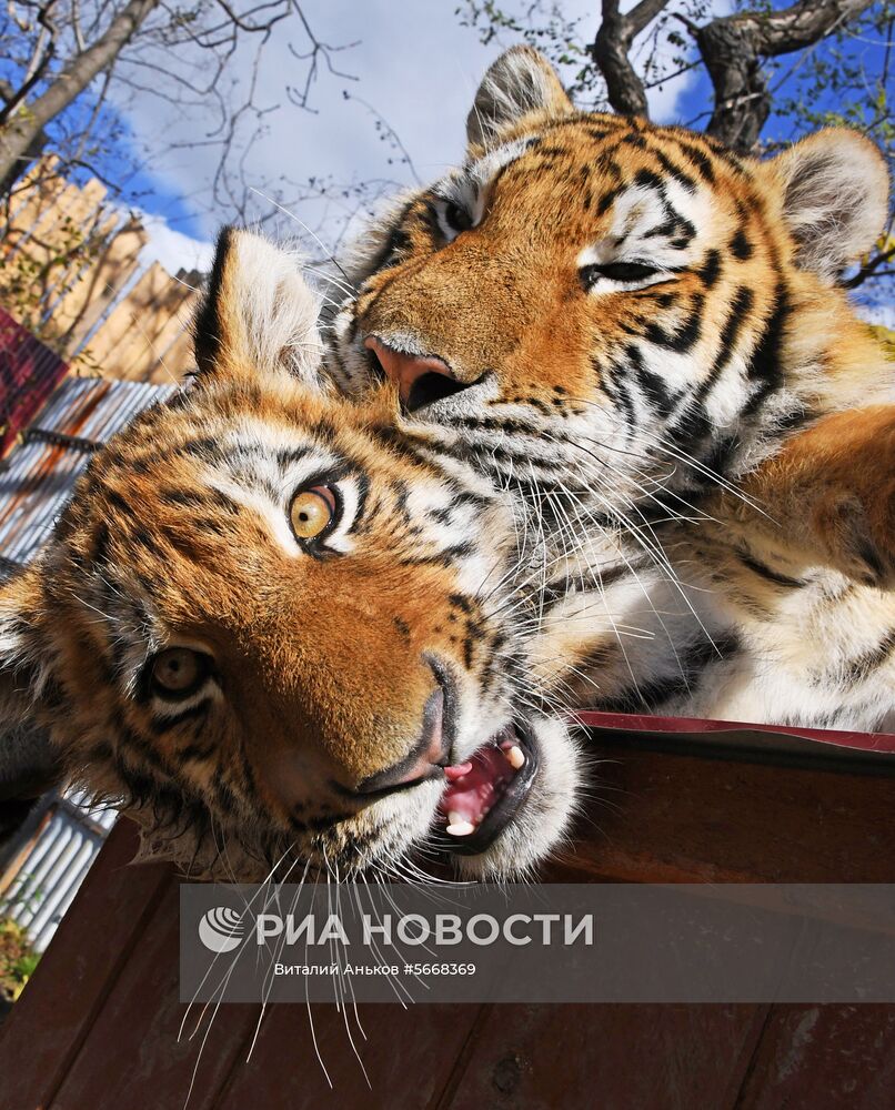 Молодая тигрица по кличке Алекса (справа) и амурский тигренок по кличке Тайган, привезенный из крымского парка "Тайган", в вольере на территории зоопарка "Садгород" во Владивостоке. Место: Россия, Владивосток. Автор: Виталий Аньков/РИА Новости. Обитатели зоопарка "Садгород" во Владивостоке