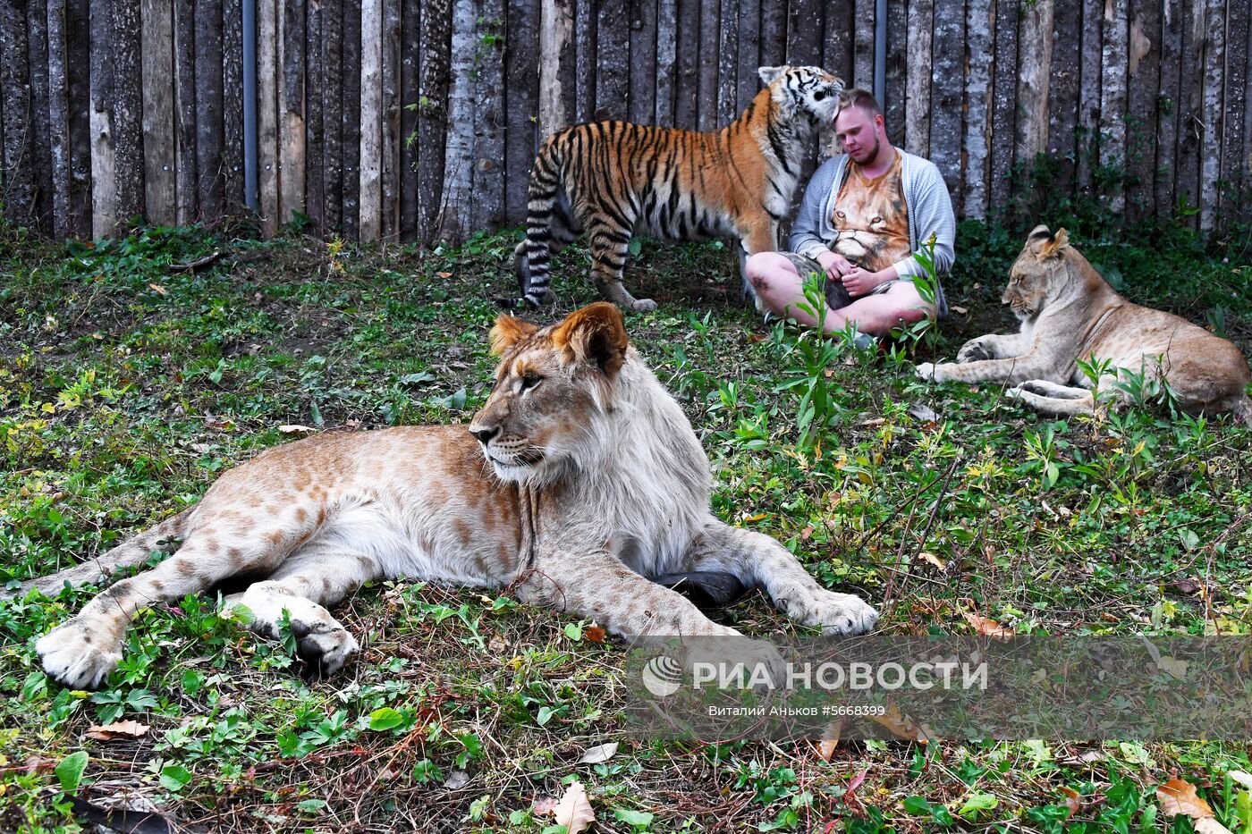 Ветеринар Виктор Агафонов с молодой тигрицей по кличке Алекса и молодой африканской львицей по кличке Астра. На первом плане - годовалый африканский лев по кличке Гефест, недавно переданный зоопарку из частных рук, в вольере на территории зоопарка "Садгород" во Владивостоке. Место: Россия, Владивосток. Автор: Виталий Аньков/РИА Новости. Обитатели зоопарка "Садгород" во Владивостоке