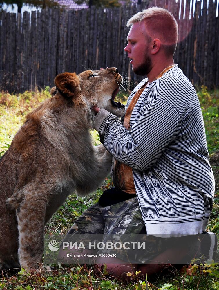 Ветеринар Виктор Агафонов и годовалый африканский лев по кличке Гефест, недавно переданный зоопарку из частных рук, в вольере на территории зоопарка "Садгород" во Владивостоке. Место: Россия, Владивосток. Автор: Виталий Аньков/РИА Новости. Обитатели зоопарка "Садгород" во Владивостоке